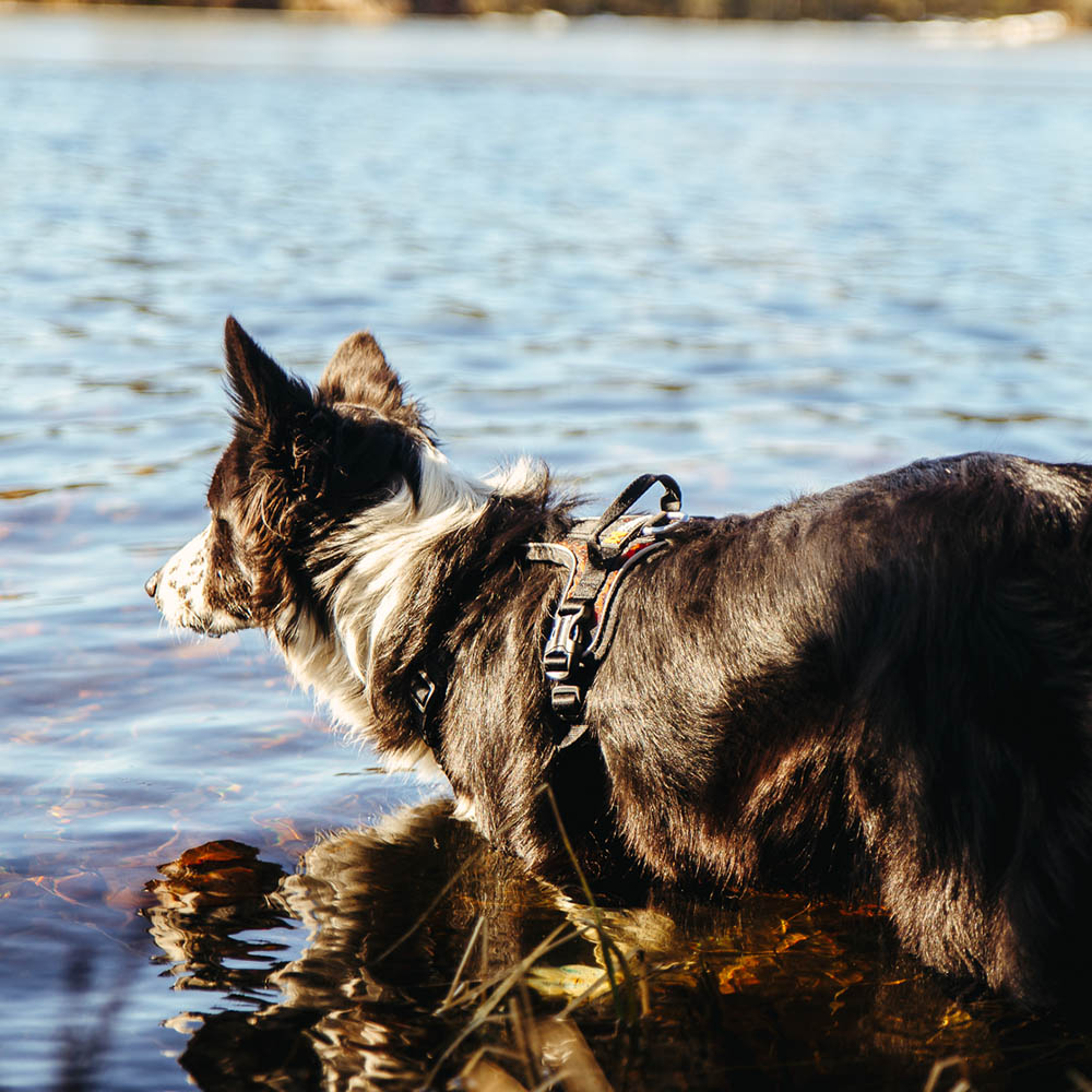 Non-stop Rock harness - size XS - 5