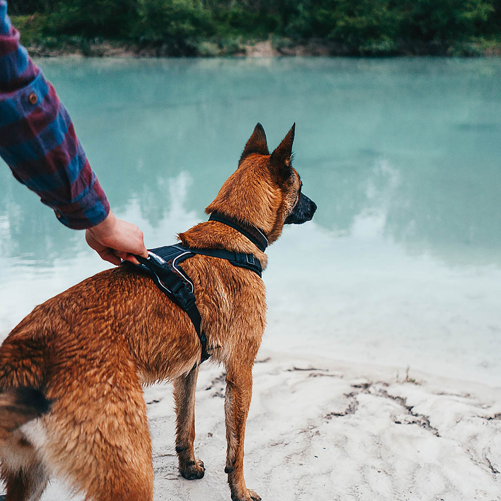 Dog harness with three attachment points for leash Non-Stop