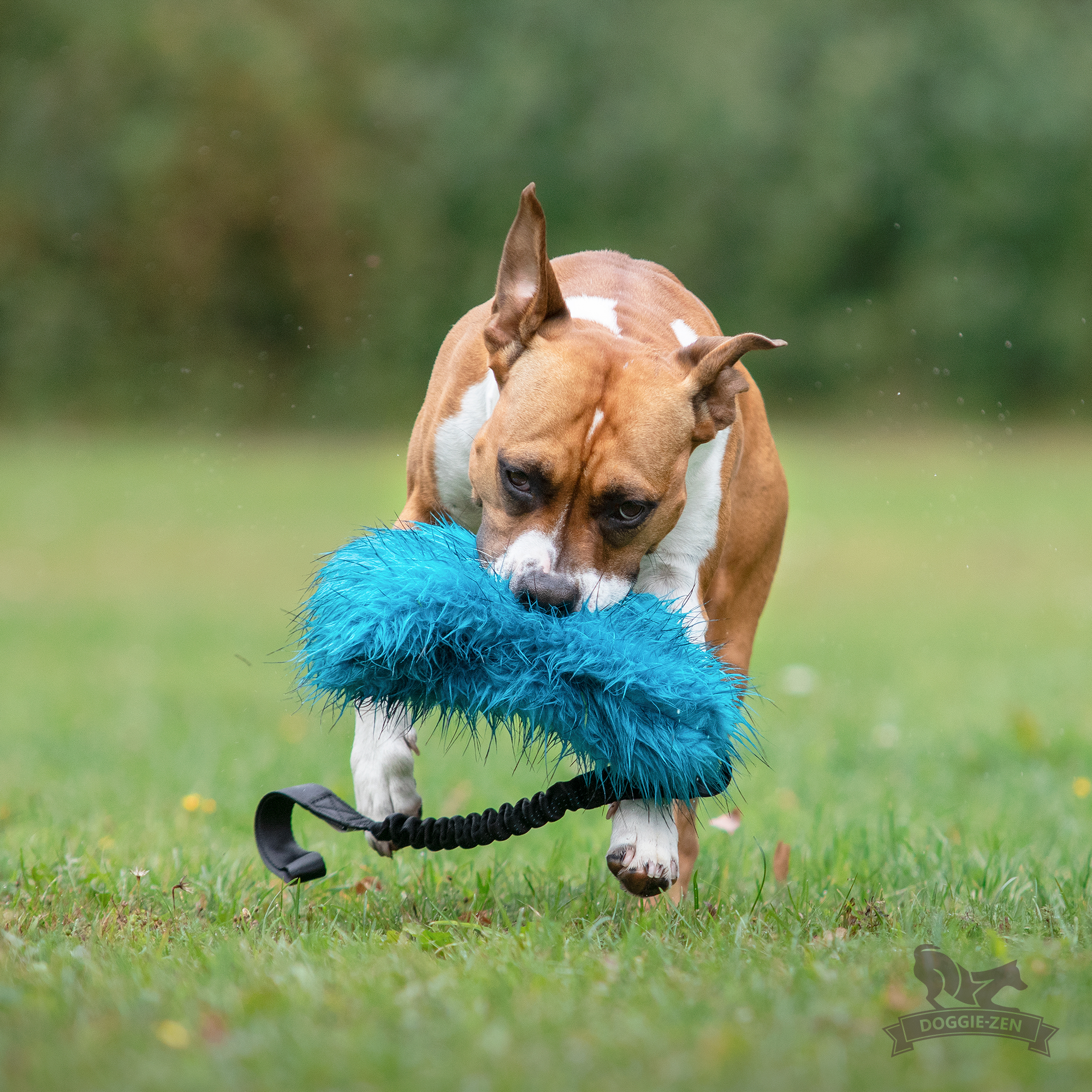 Doggie-Zen elastisk knarrkampis - 5