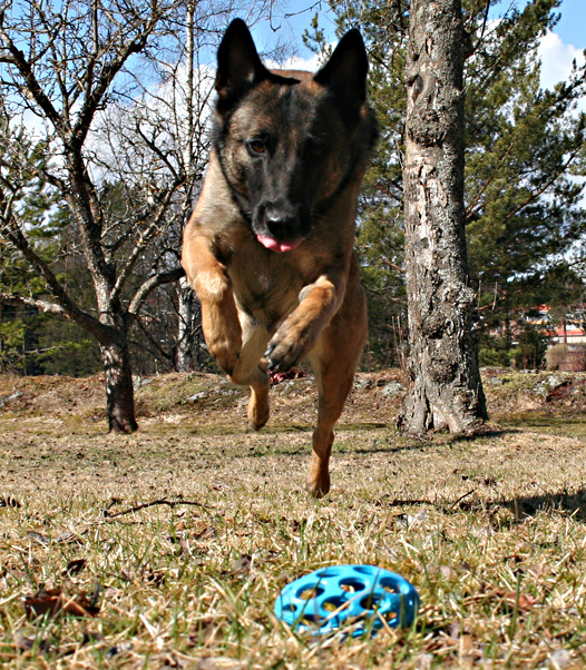 Net ball for dog toy