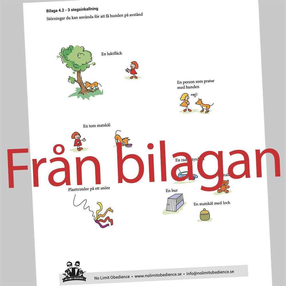 Träningstips hundträning