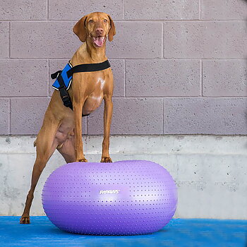 FitPAWS donut balance ball for dog training