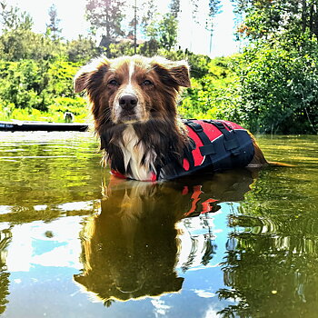 Bra och ergonomisk flytväst till hund