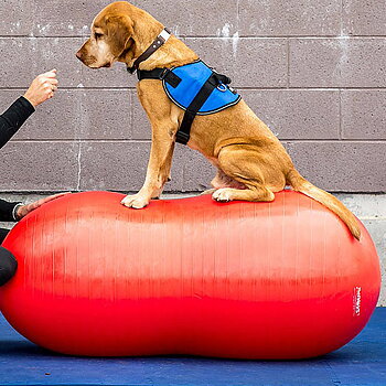 FitPAWS peanut shaped balance ball for dogs