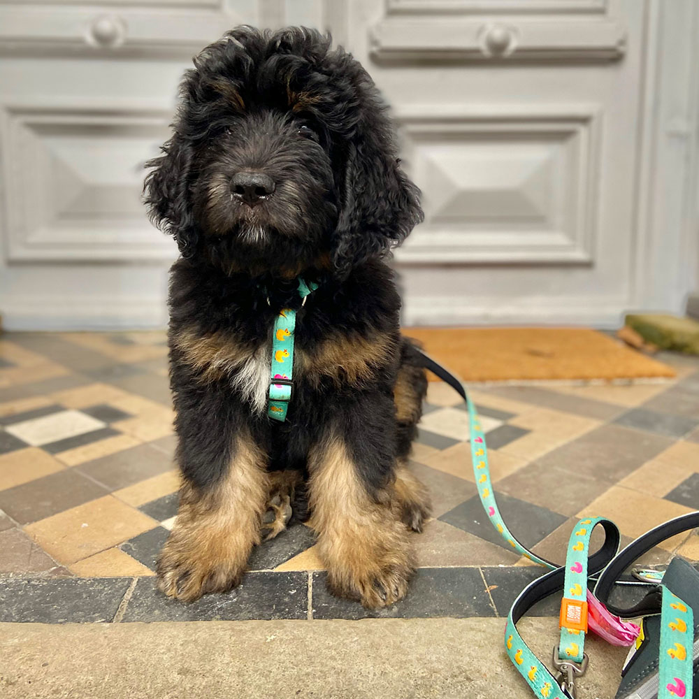 Max & Molly Short leash - Ducklings - 3