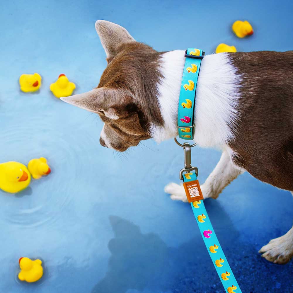 Max & Molly Short leash - Ducklings - 4