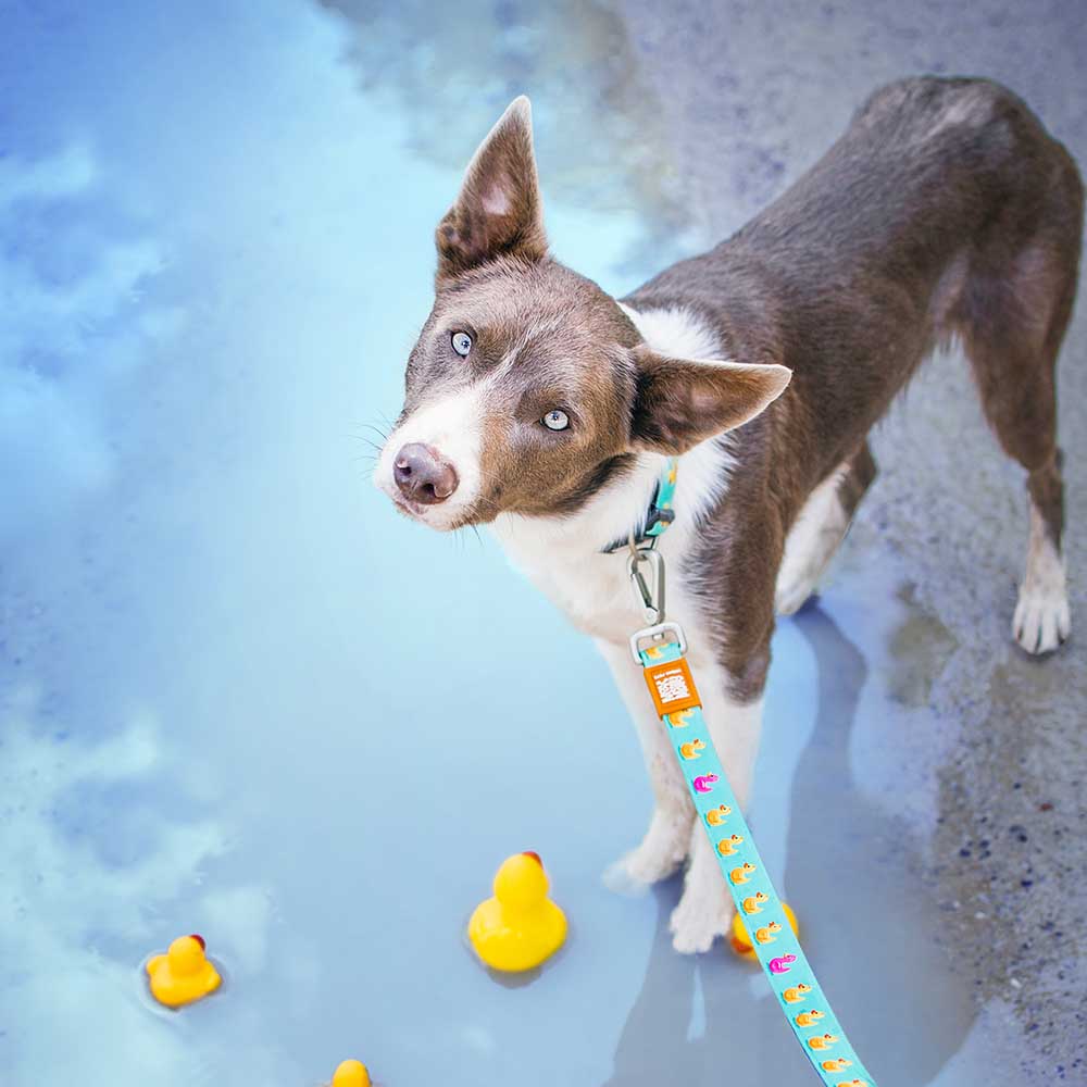 120 cm short dog leash from Max & Molly