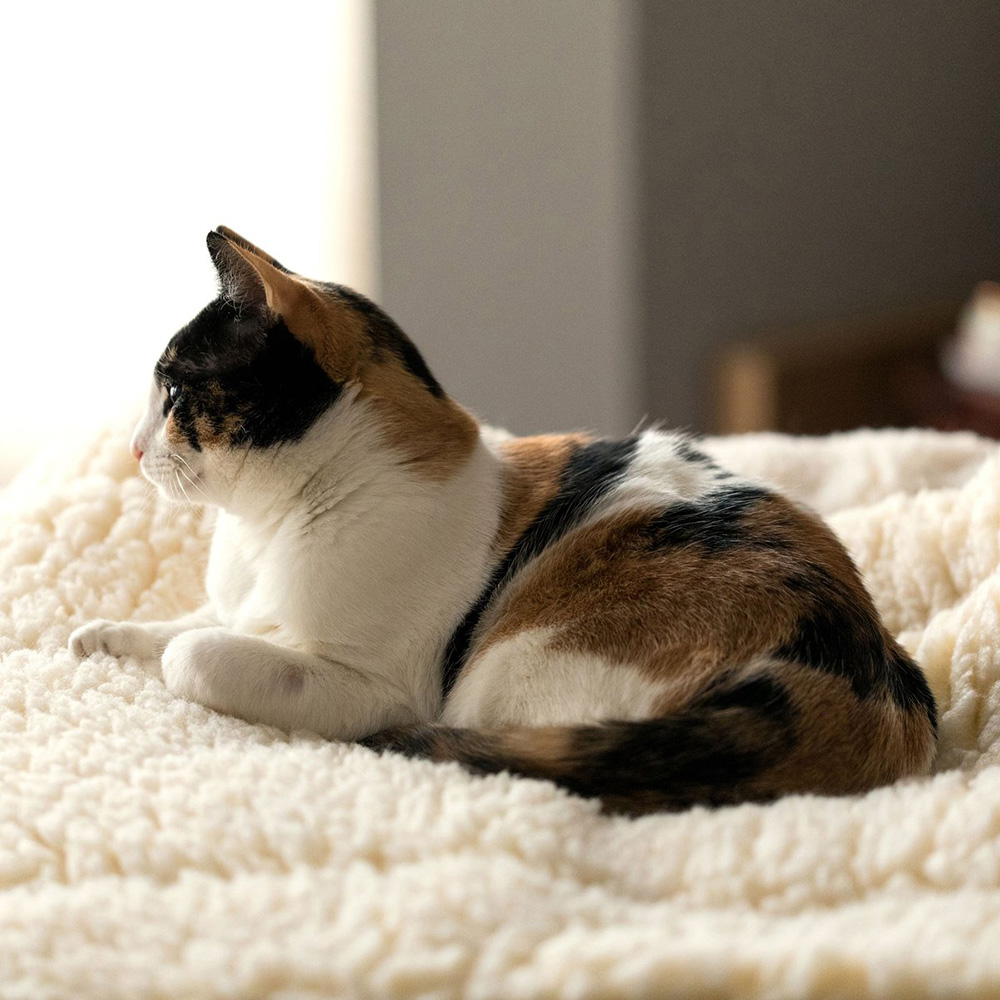 Mjuk bädd till katten finns i flera färger