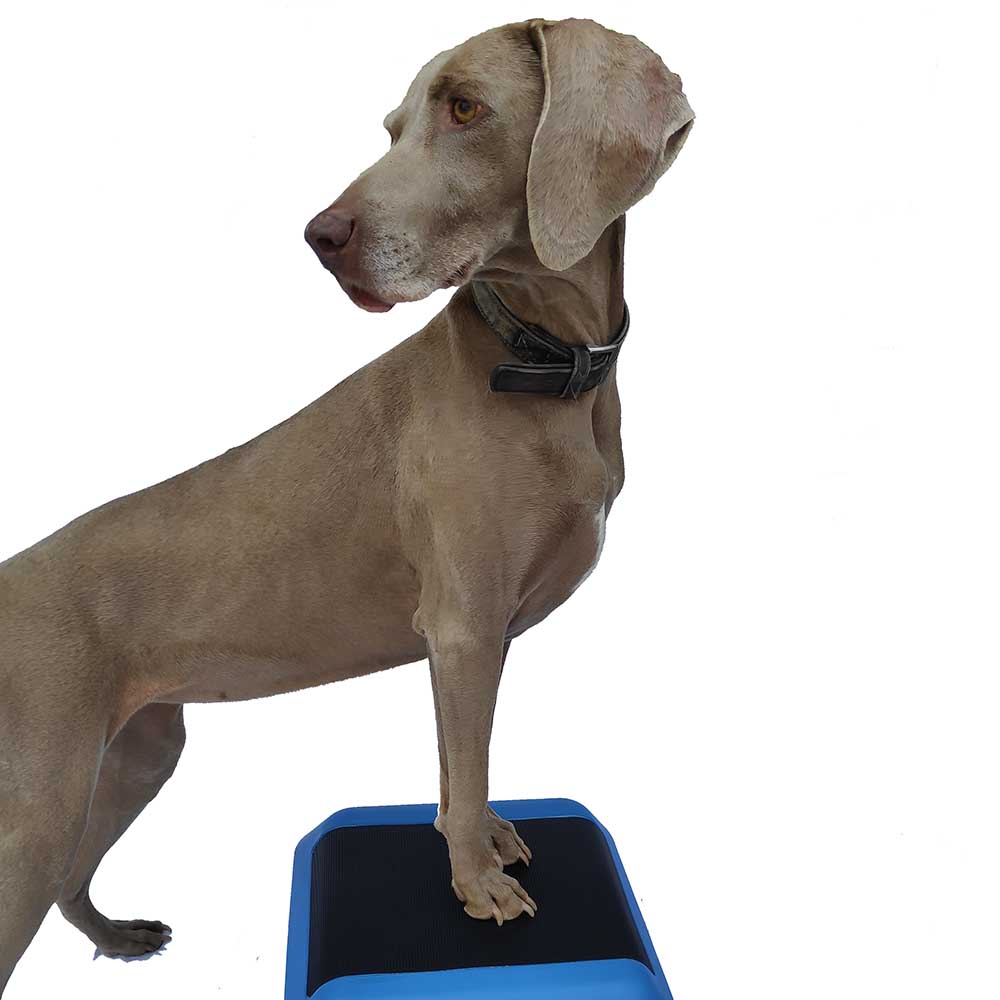 Jimi's gym platform - 3