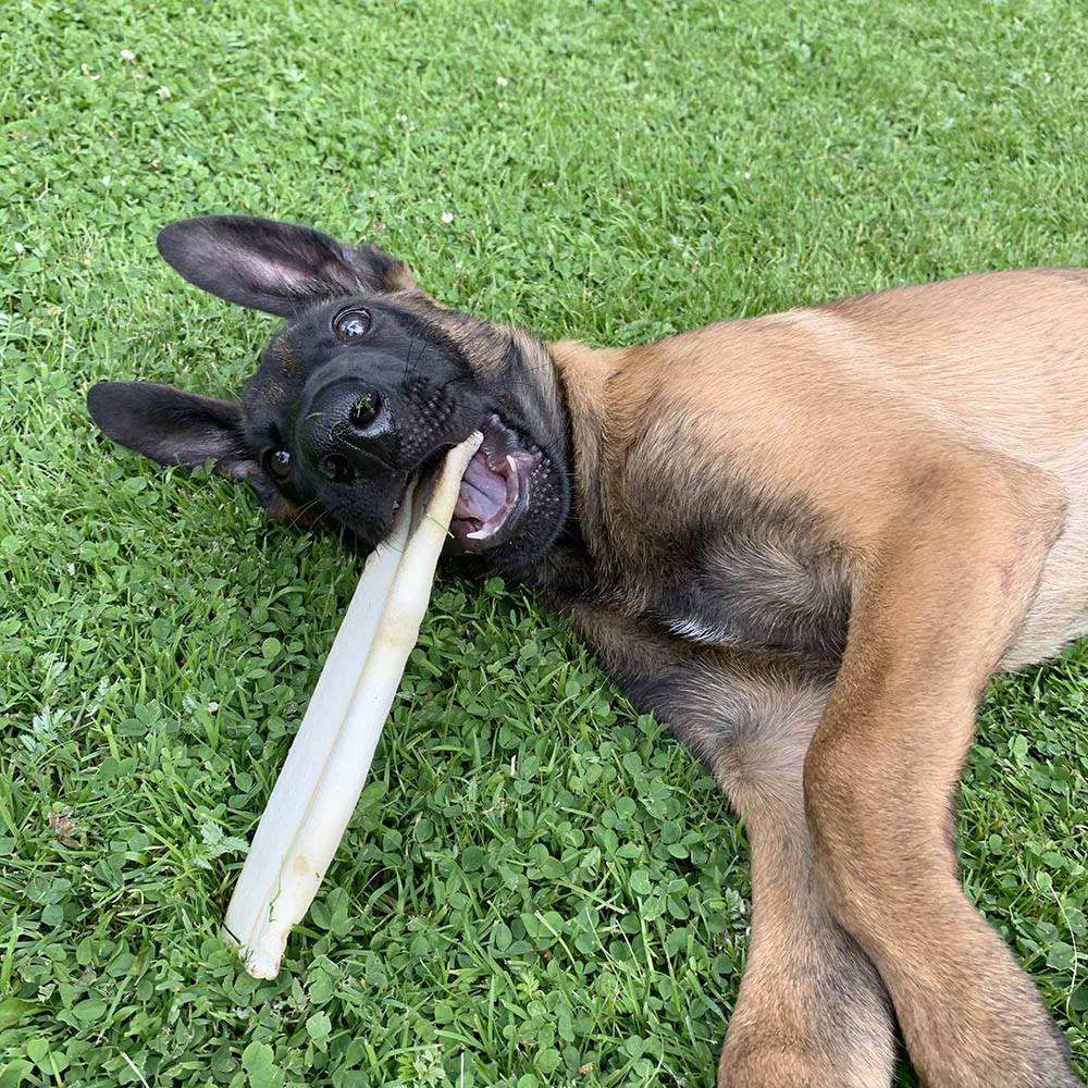 Rauh tuggben med kyckling inuti. Nordiskt kött. Till hund