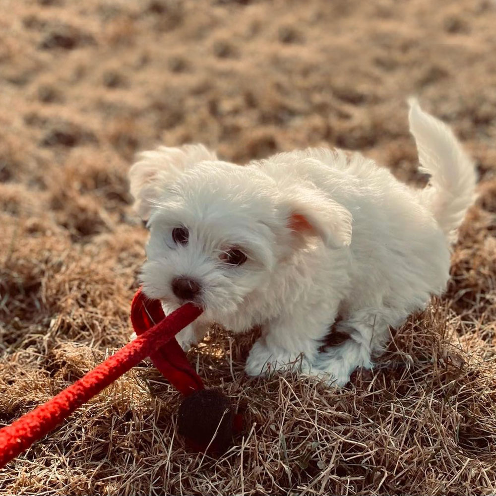 Sheep fur dog toy with a handle - 12