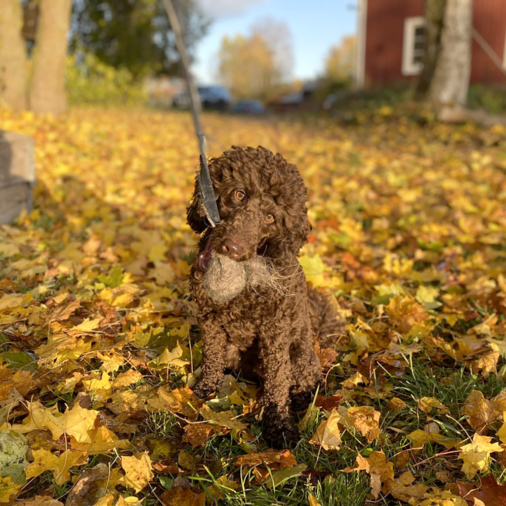 Sheep fur dog toy with a handle - 13