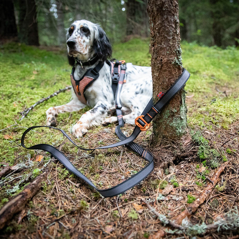 Non-stop Touring bungee adjustable leash - 5