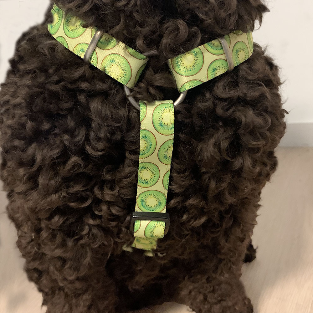 Max & Molly harness - Kiwi - 3