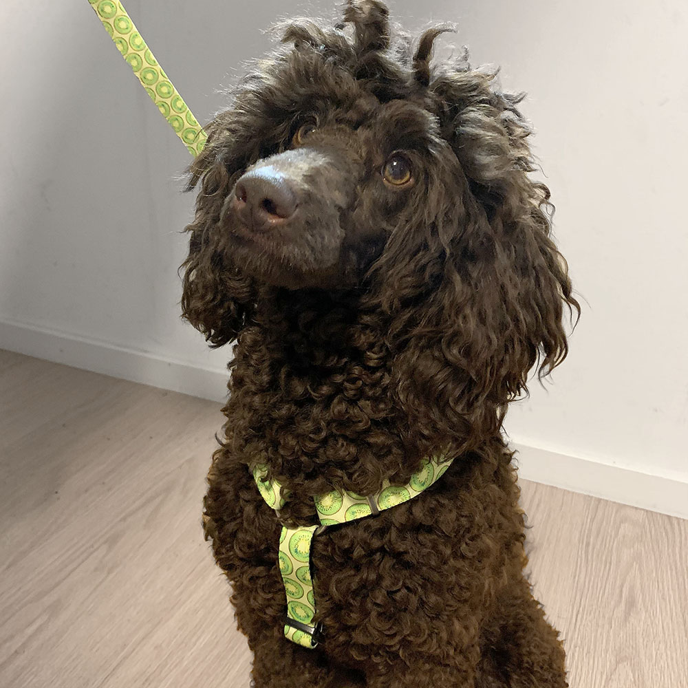Max & Molly harness - Kiwi - 2