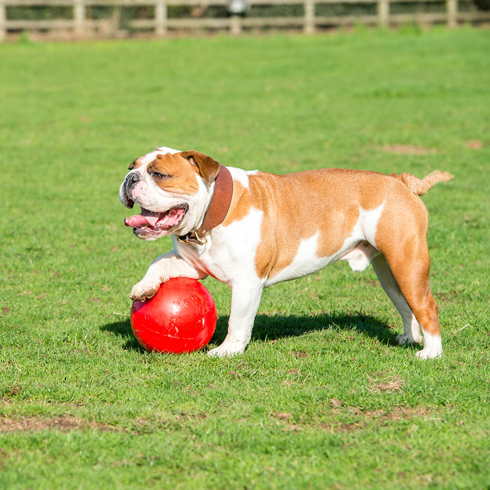Boomer ball - 4