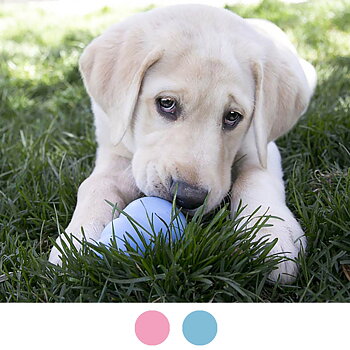 Kong puppy leksak till hundvalp