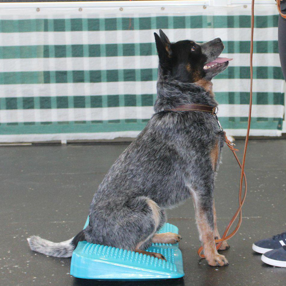 FitPAWS Ramp - 4