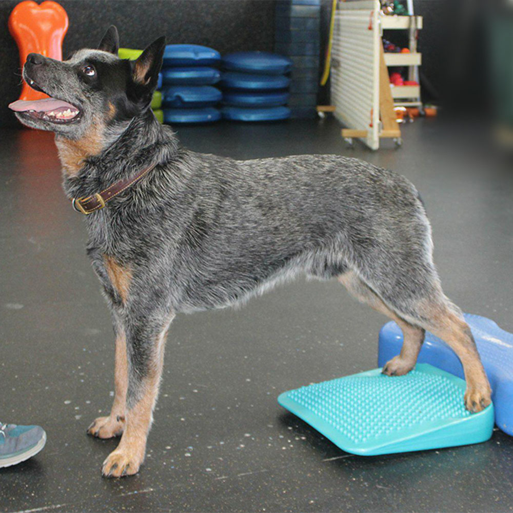 FitPAWS Ramp - 5