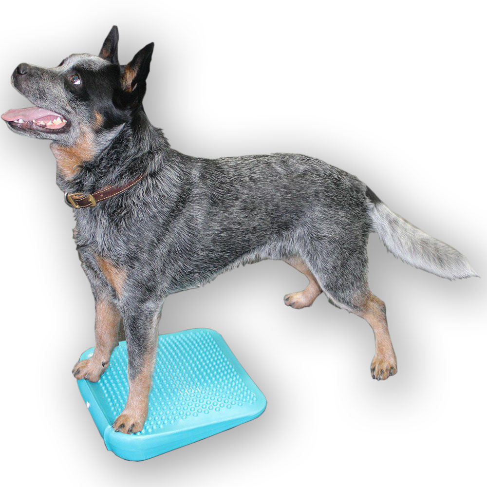 Practice balanceball with your dog Fitpaws ramp