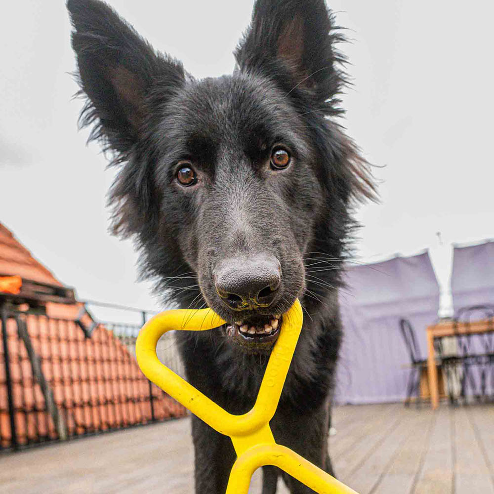 Fiboo tug of war dog toy