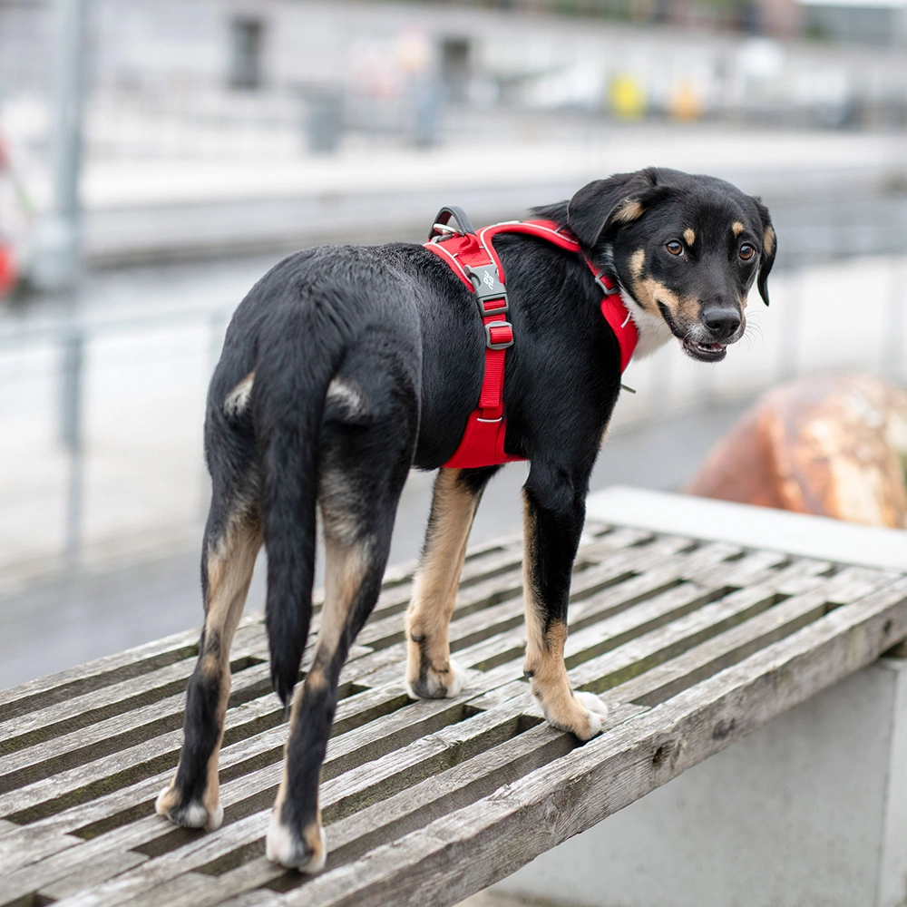 DOG Copenhagen Comfort walk pro sele 3.0 - 5