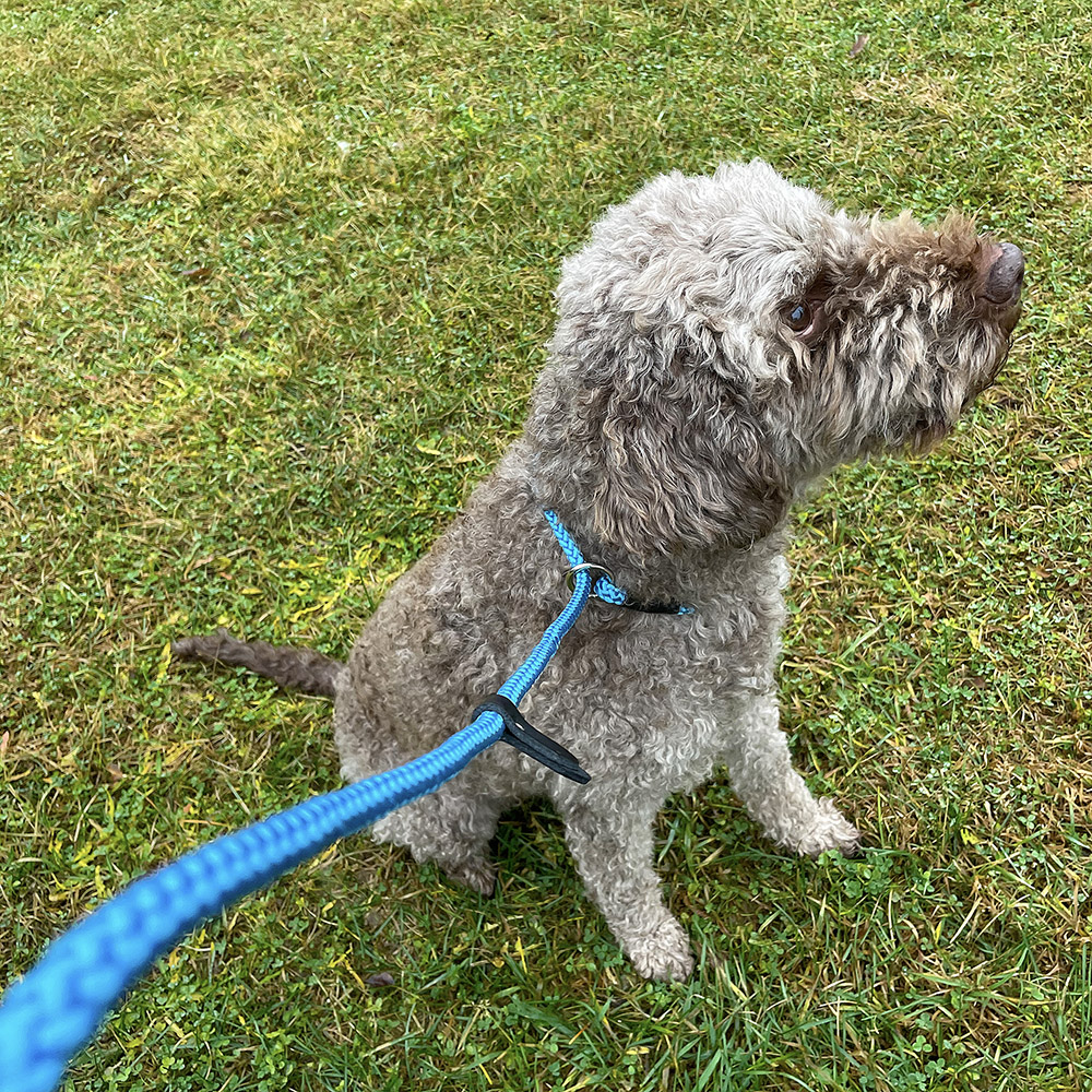 Alac rope leash - 3