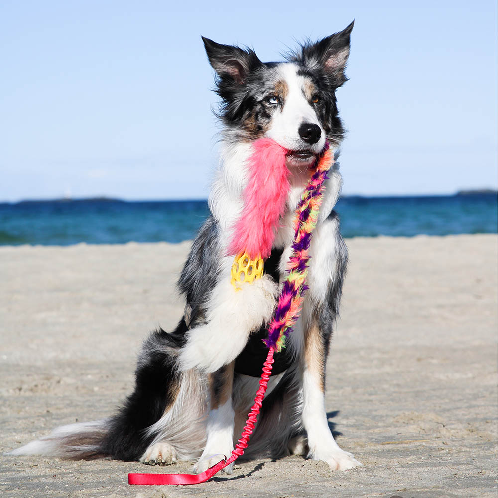 Doggie-Zen bungee Hol-ee kometjagarkampis hundleksak