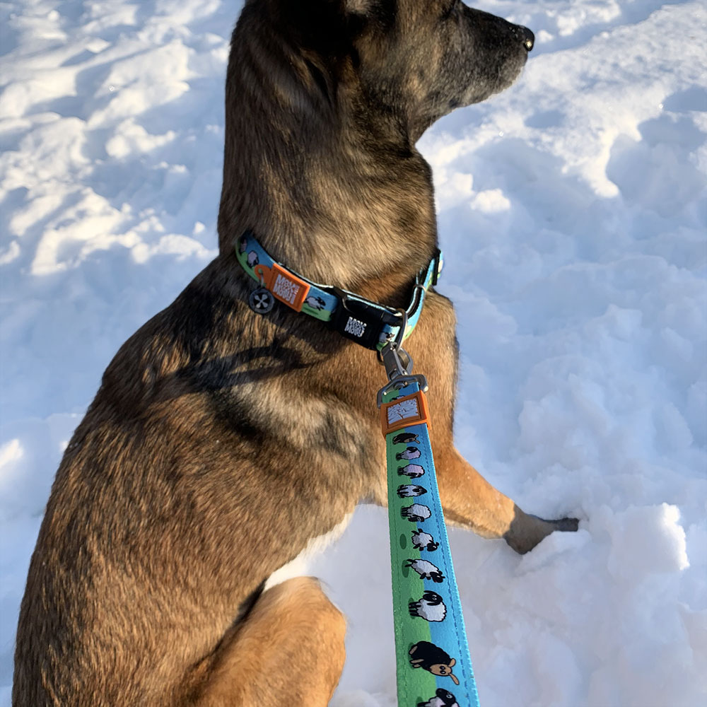 Hundkoppel med fårmotiv