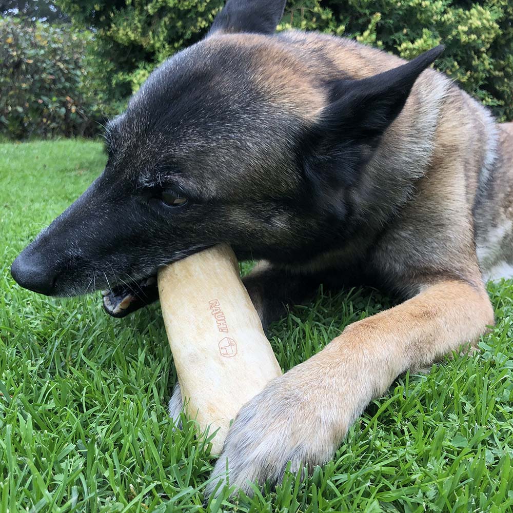 Hundben tuggben av älg från finland Rauh