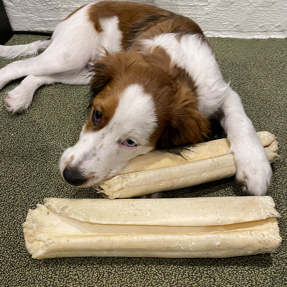 Hundben till valp