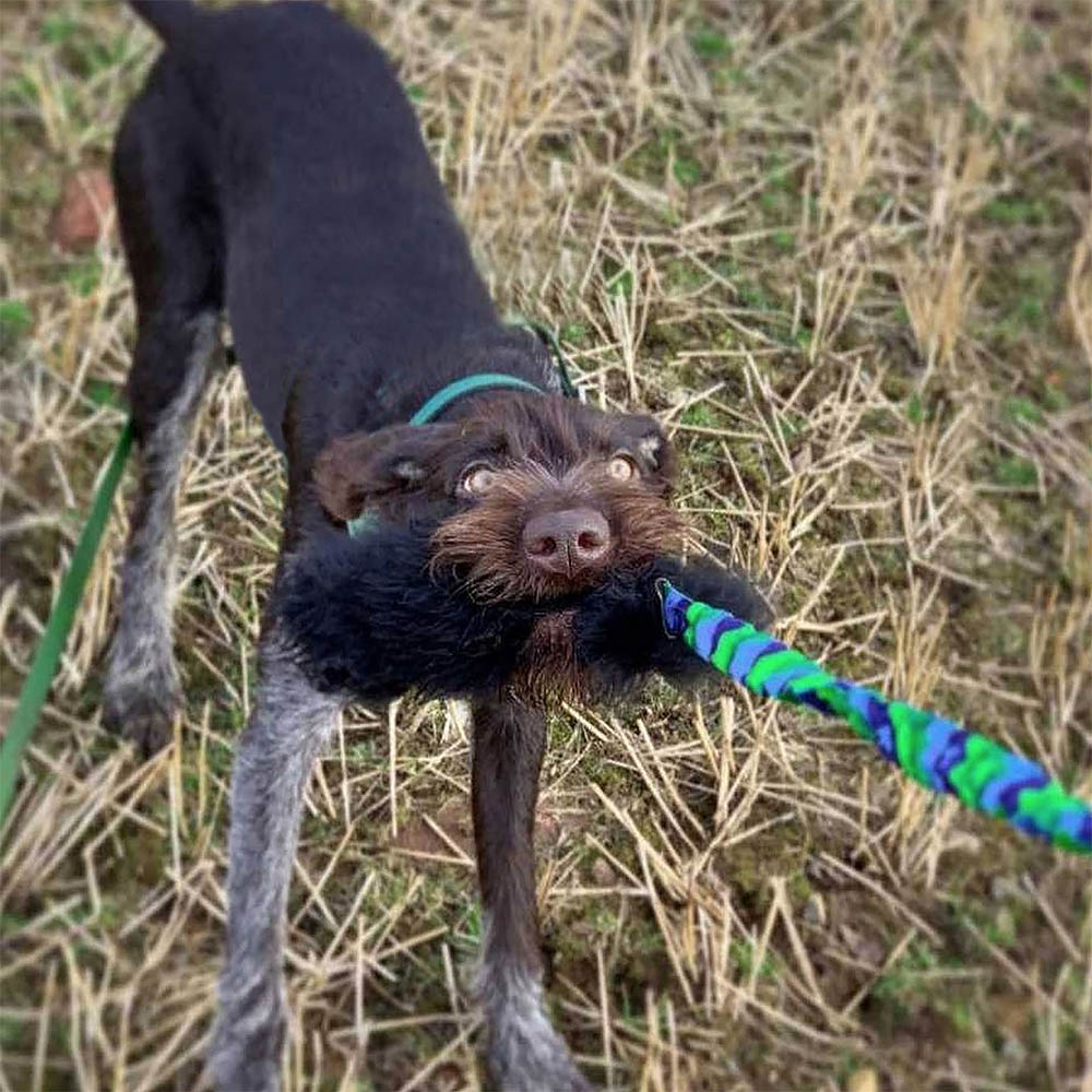 Tug-E-Nuff WondaBaa bungee for fun with your dog