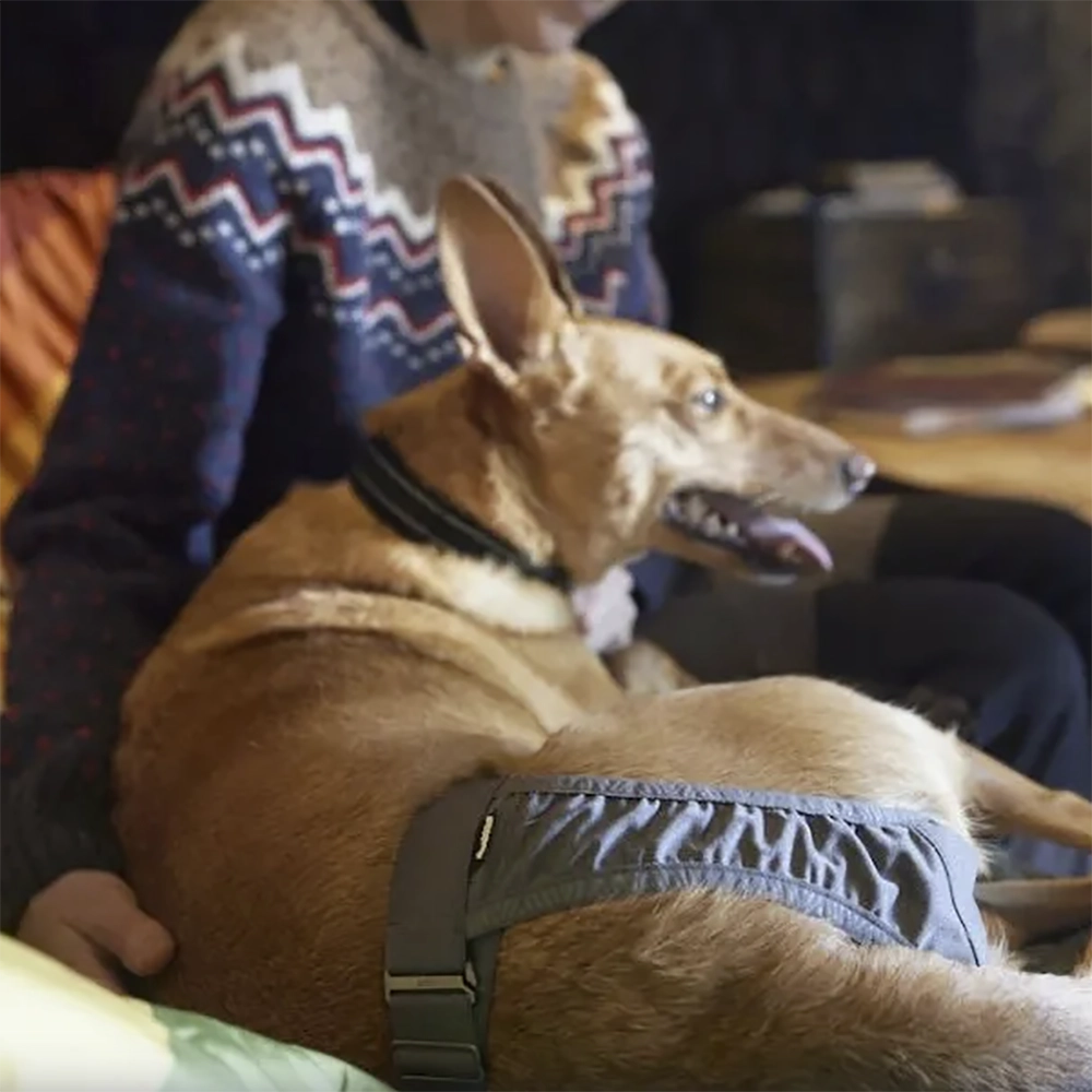 Hurtta Breezy ECO for the dog in heat