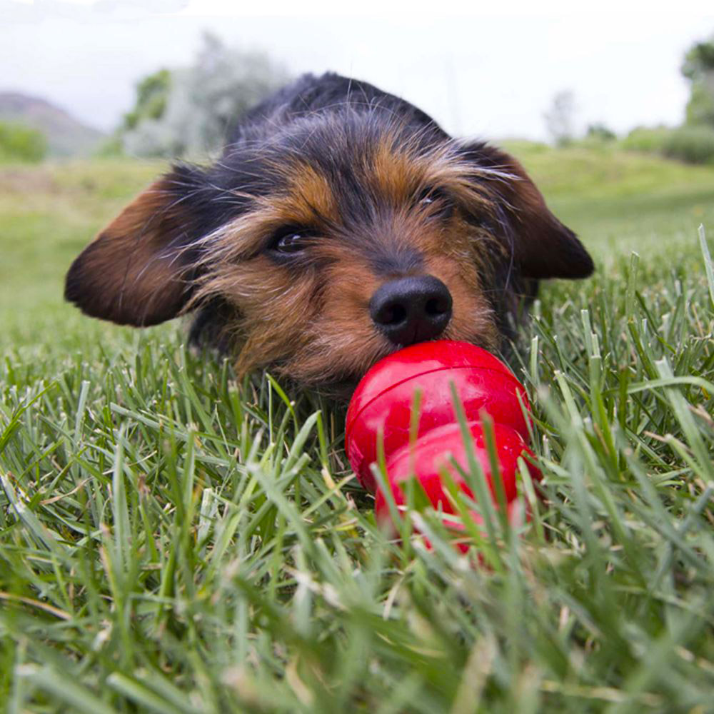 Kong easy treat paste to dog toy