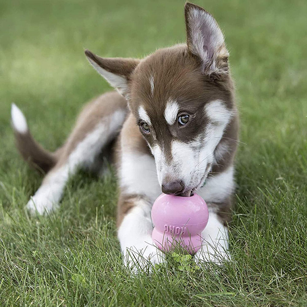 KONG easy treat - 3