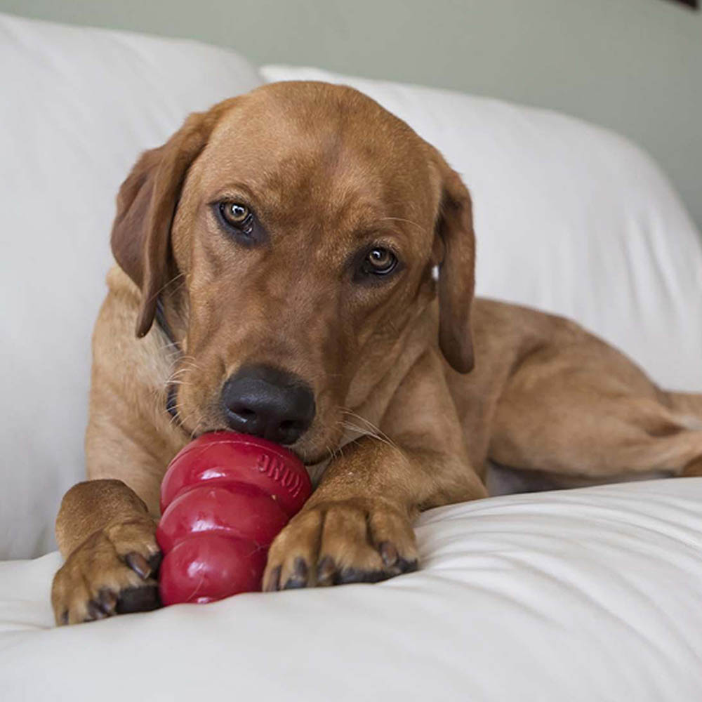 KONG easy treat - 4