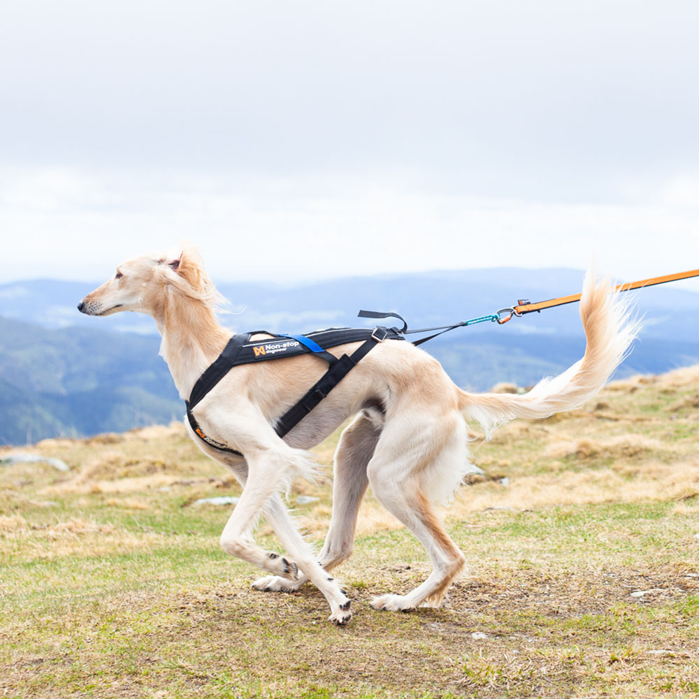 Dragsele som passar till hund med stor bröstkorg