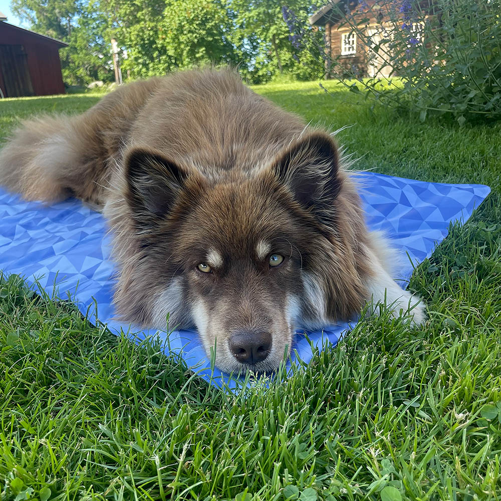 Coolpets kyldyna till hund - självkylande storlek XL - 6