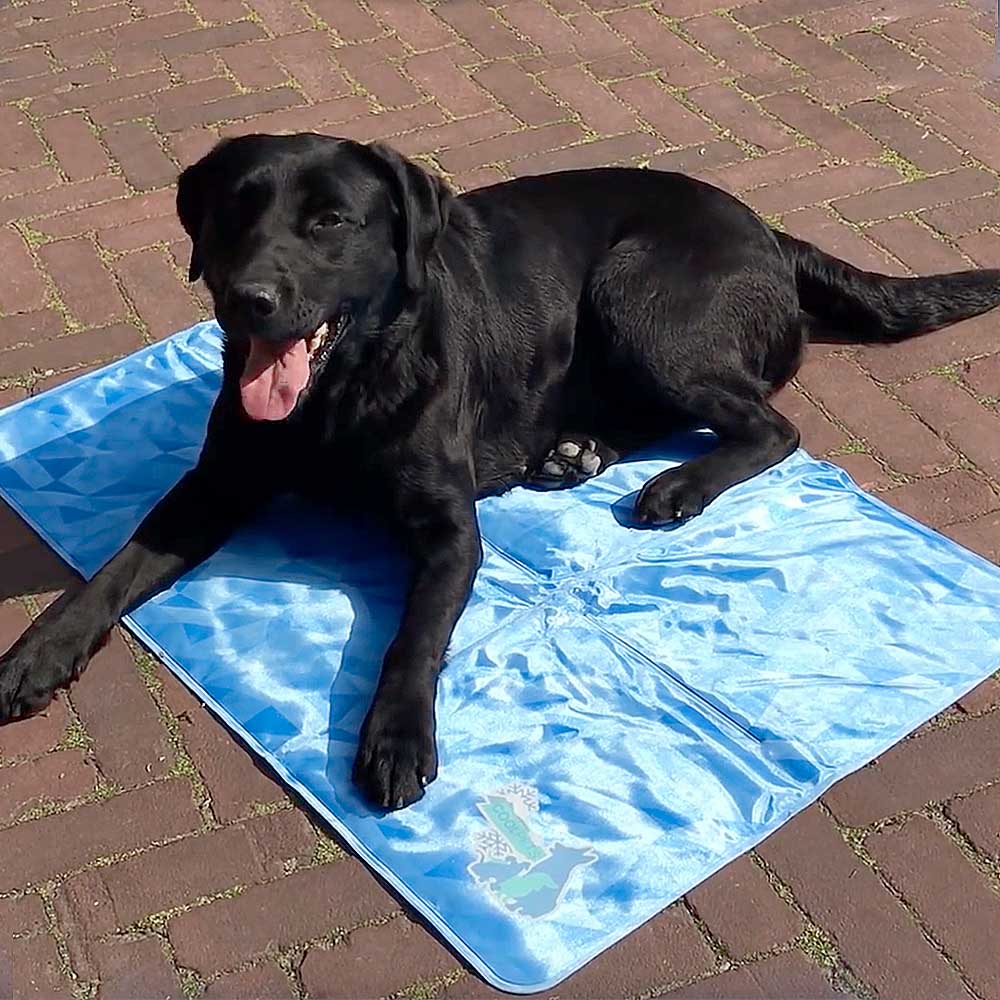 Kyldyna till liten hund