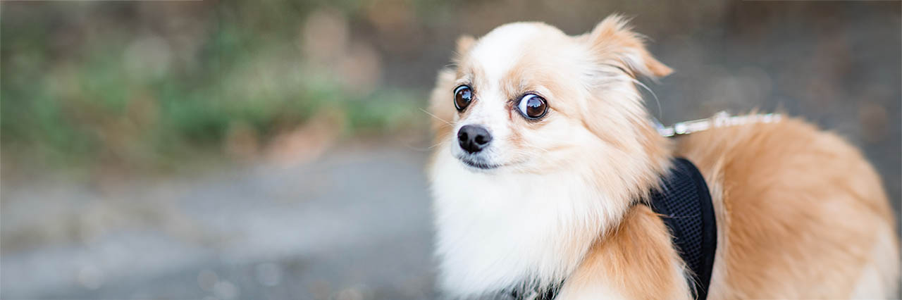Tips åskrädd hund skotträdd