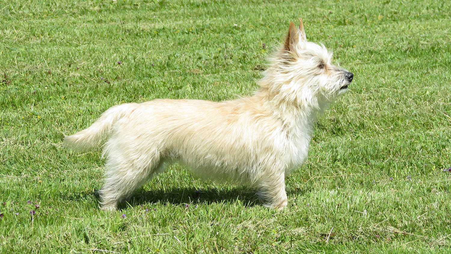 Toshikos Po-Br-Sn Candy