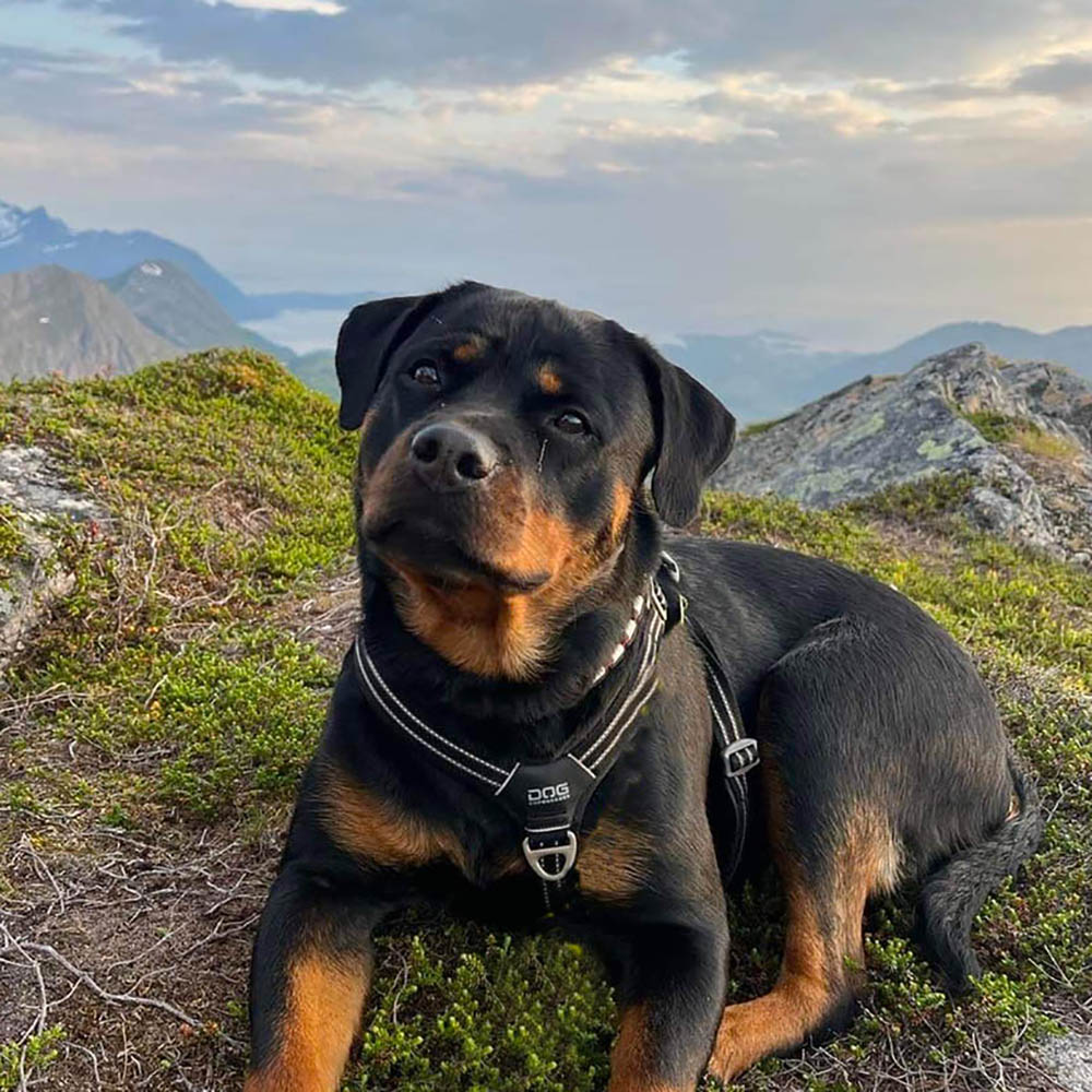 Rottis Una