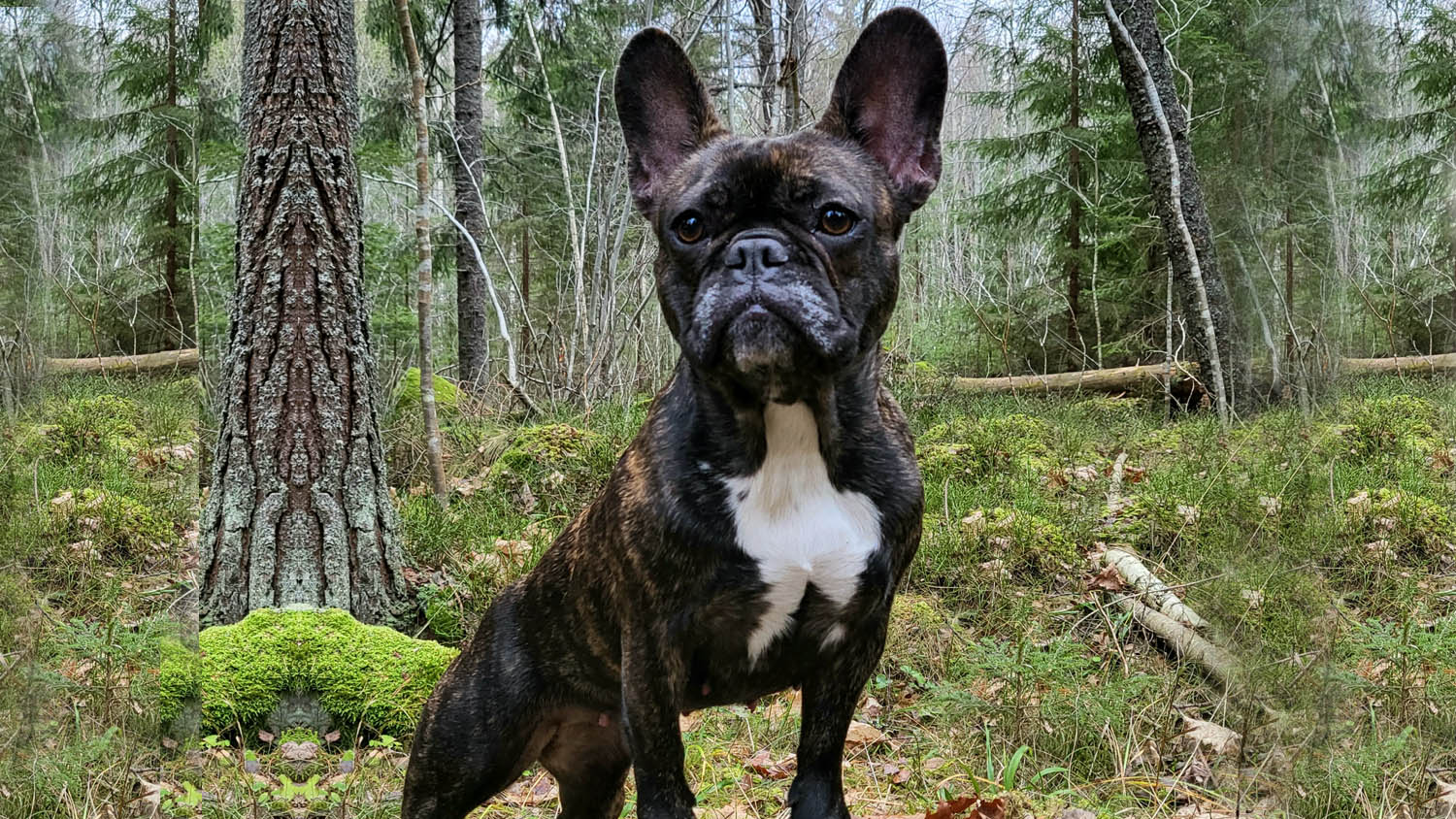 Fransk bulldogg Penny