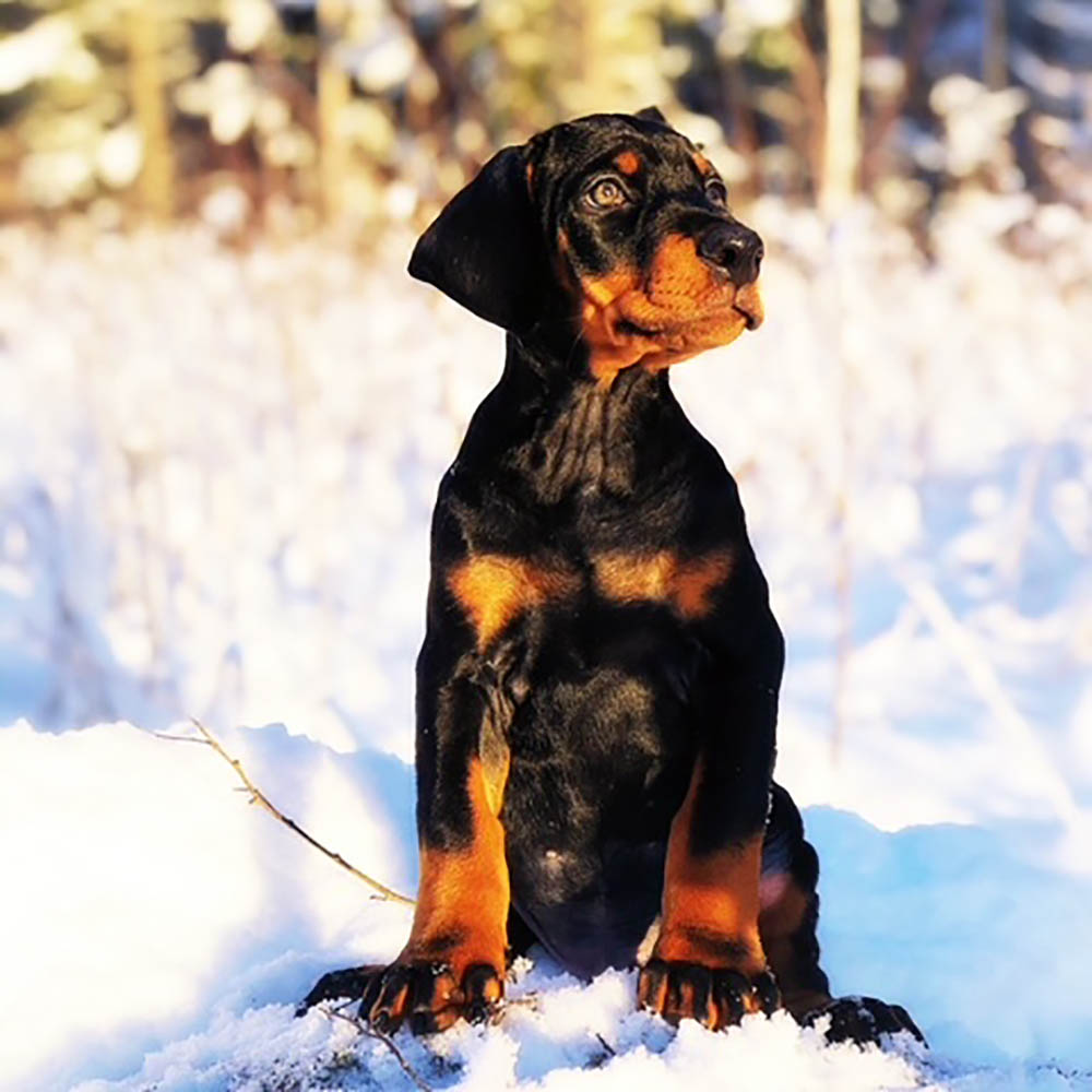 Dobermann Birk som valp