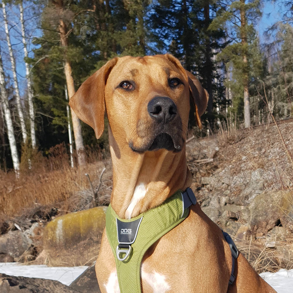 Rhodesian ridgeback Holly