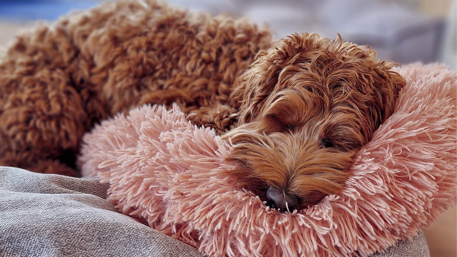 Rose the labradoodle