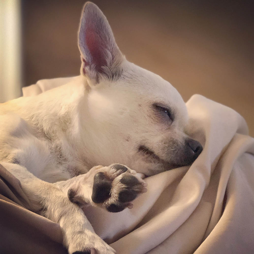 Chihuahuan Pixie