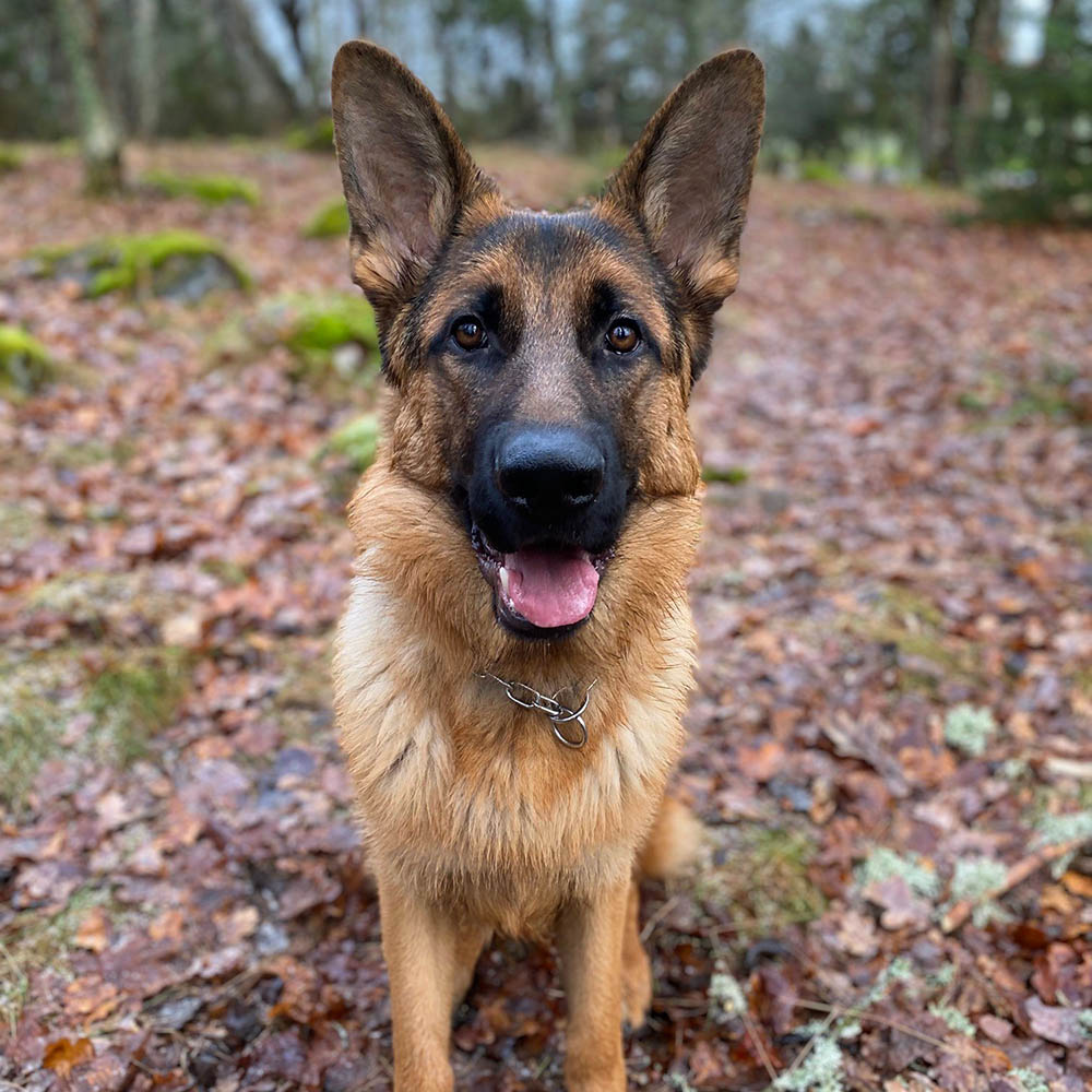 Schäferhunden Jack