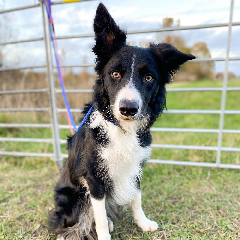 Border collie Riz