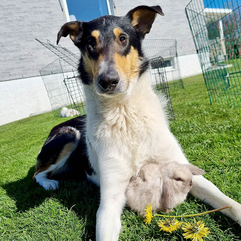 Korthårig collie Sid supersiddus